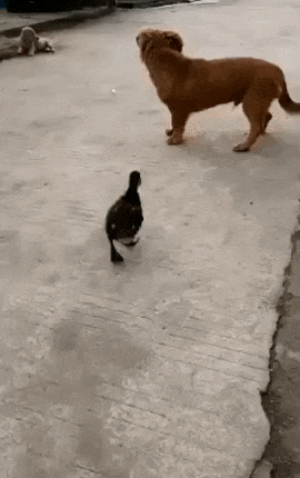 hotdog eating contest.gif