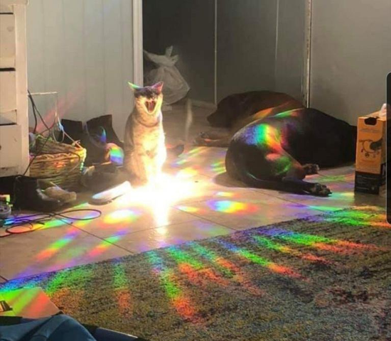homo doggo is turned.png
