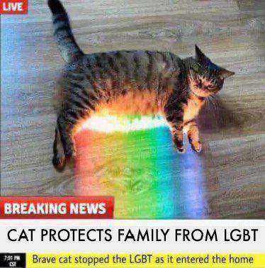 cat protects from lgbt.jpg