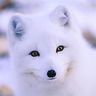 @order3252:arcticfoxes.net