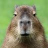 @_bifrost_capybara=2fdiscuss=40conference.soprani.ca:aria-net.org
