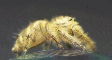1386819632026.gif