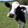 @imabritishcow:bcow.xyz