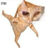 @_discordpuppet__344550203564621826:blob.cat