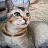 @telegram_1968493642:calyx.dev