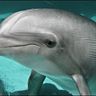 @dolphin:dolphincastle.com