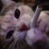 @paulo:envs.net