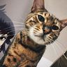 @cafecat:fairydust.space