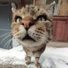 @dimus-54240ebb163965c9bc206a1c:gitter.im