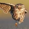 @lbgws2-5d06571fd73408ce4fc3a9d3:gitter.im