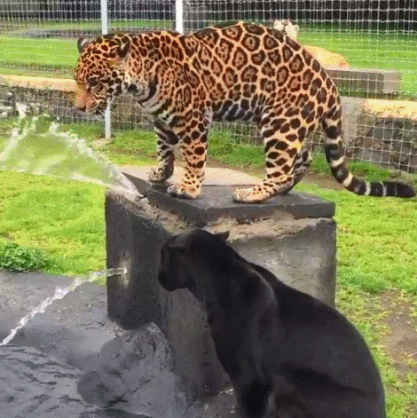 leopards_water.gif