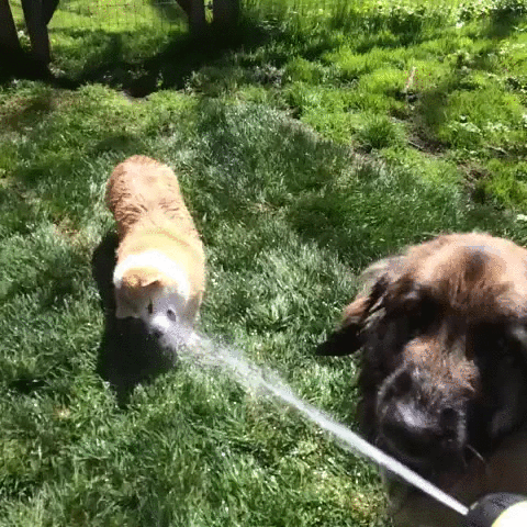 dogs-drinking-water-from-hose.gif