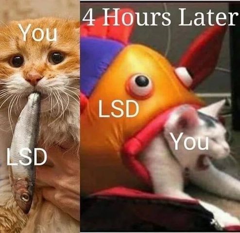 you_lsd.jpg