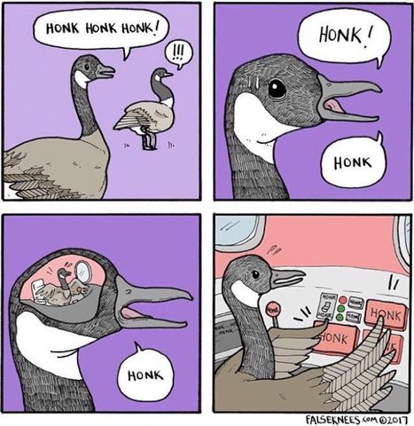 geese_honk.jpg