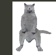 swag-cat-nae-nae-cat.gif