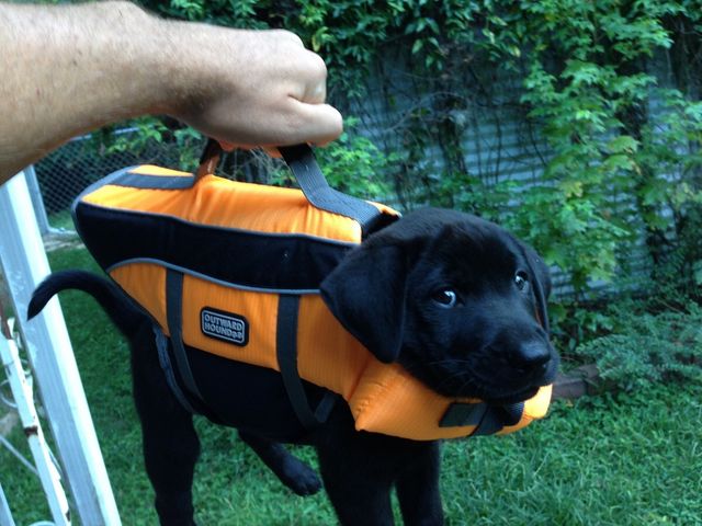 pack your dog and go.jpg