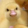 @tuffert:matrix.im