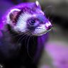 @purpleblackferret:matrix.org