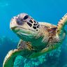 @miracle_turtle:matrix.org