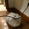 @ambrosia_dex:matrix.org