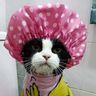 @halfmatthalfcat:matrix.org