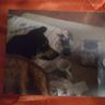@gregkoval:matrix.org