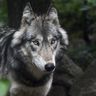 @mantamonkey:matrix.org