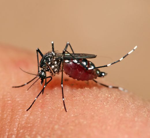 Aedes_aegypti_feeding.jpg