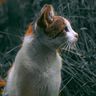 @furryserendipity:matrix.org