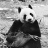 @rusticpanda_:matrix.org