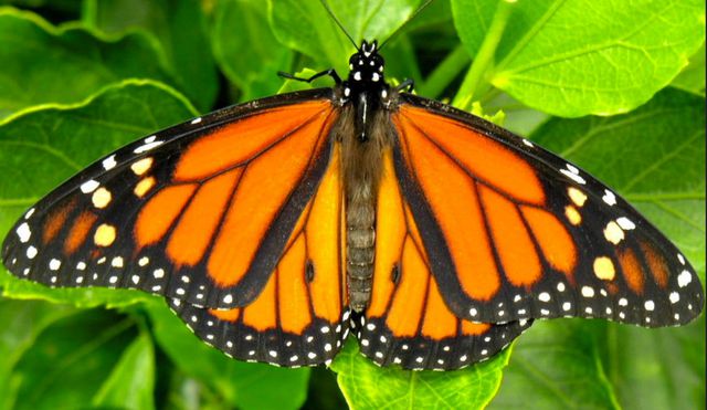 monarch butterfly.jpg