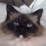 @gitter_skaupe_gitlab:matrix.org