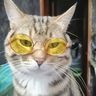 @whatafuckyou:matrix.org