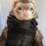 @chaosferret:matrix.org