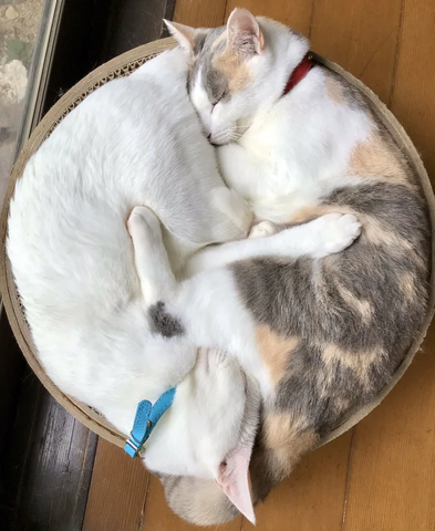 ā”-dļ¾cute-animals(d6fece73)a5RoomG_700b.c.png