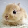 @gitter_leizzer:matrix.org