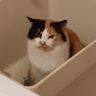 @sinkcat:matrix.org