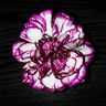@N07070:matrix.org