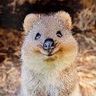 @valiant_quokka:matrix.org