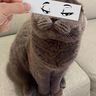 @meow92:matrix.org
