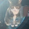 @elevensghost:matrix.org
