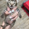 @catlover1234567890:matrix.org