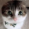 @llamaking136:matrix.org