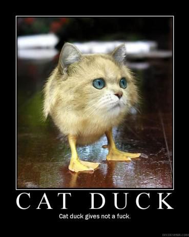 CAT_DUCK_-_Cat_duck_gives_not_a_fuck..jpg