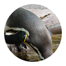 @spiritcroc:matrix.org