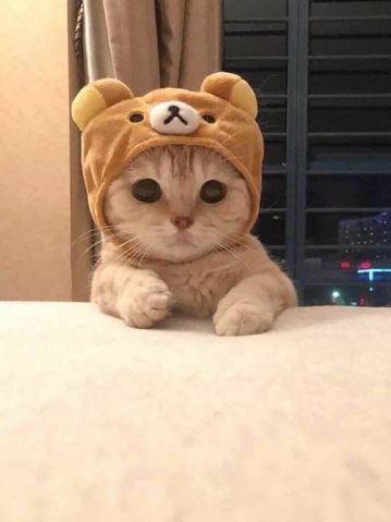 ♡-・゚cute-animals(2a0b4a7c)wo1wiw4alys31.jpg