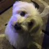 @gitter_zhenwenc:matrix.org