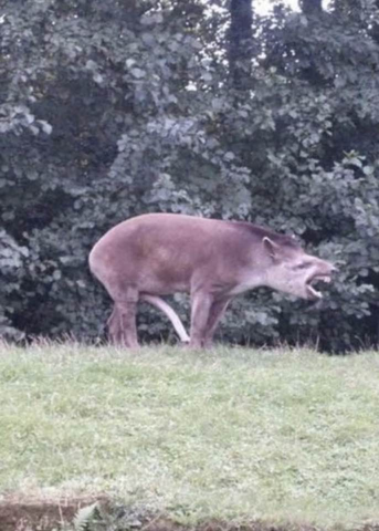 tapirdong.c.png