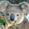 @koalajoe:matrix.org