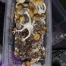 @sassy_shrooms:matrix.org